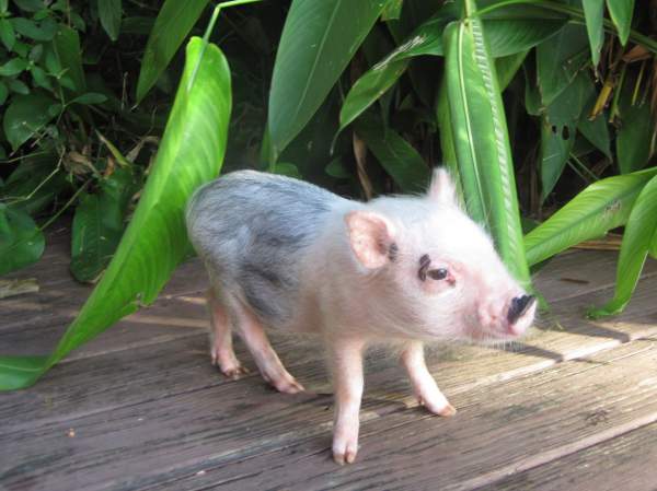 Ziggy Hartness as a piglet 