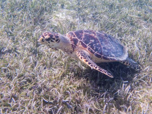 Tomorrow is World Sea Turtle Day 2022! 3