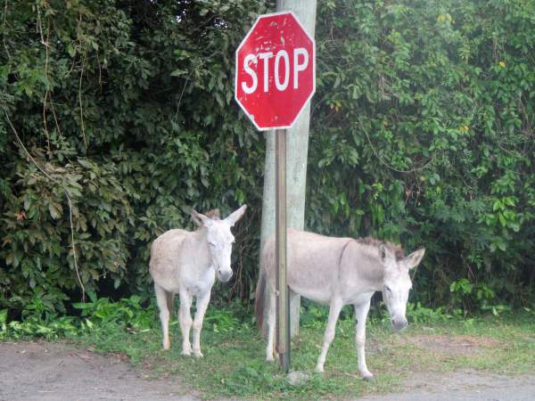 Stop feeding the donkeys … please. 