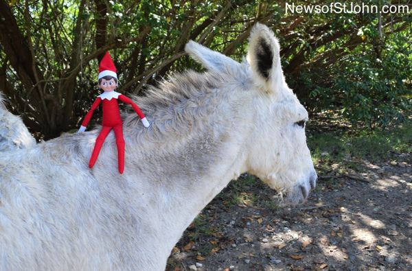 elf donkey-imp
