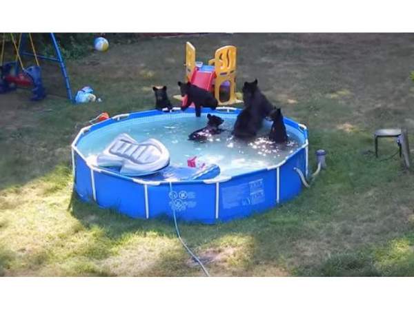 bears pool
