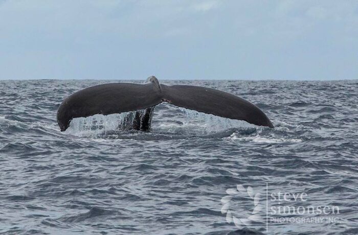whale 2017 pic 5