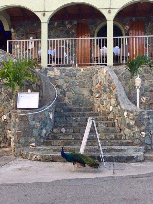 peacock terrace