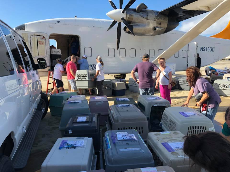 Volunteers help load cats and dogs before their journey to the States. Image credit: STJ Creative Photography