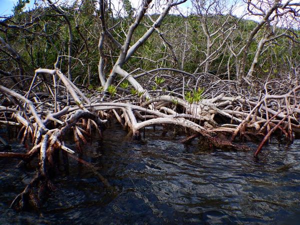 Red mangrove seedlings in Hurricane Hole - Picture taken by the National Park Service 