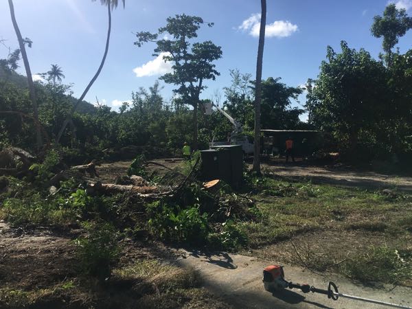 Crews were cutting down dead trees Friday afternoon. 