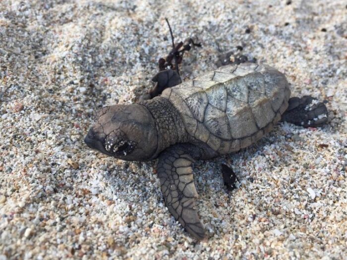 Baby turtle on St. John sand close up