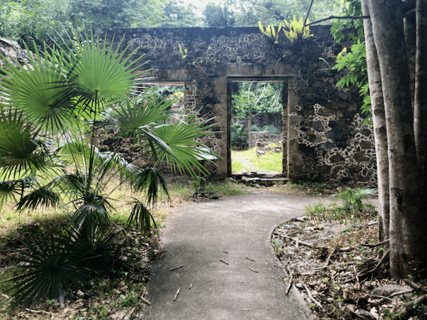 Explore STJ: The Island's Only Native Palm that Remains 1