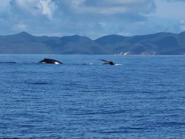 The Whales are Wintering in the Virgin Islands! 5
