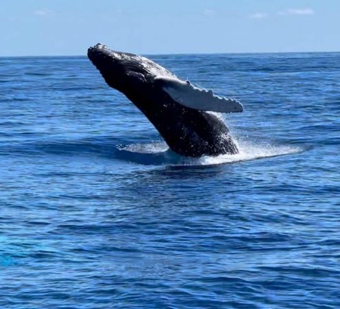 The Whales are Wintering in the Virgin Islands! 7