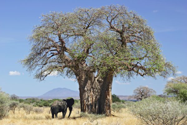 RIP Baobab Tree 2