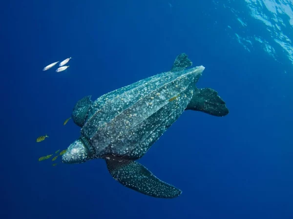 Turtle Alert! Second Leatherback Nest Discovered 2