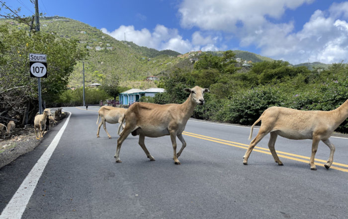 St. John Island Traffic Report Part Two: Furry Friends and Coral Bay 19