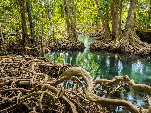 Reclaiming Paradise: St. John’s Mangrove Restoration Project 4