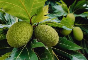 Tropical Delights: The Unique Fruits and Vegetables Shaping St. John's Flavorful Cuisine 3