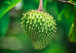 Tropical Delights: The Unique Fruits and Vegetables Shaping St. John's Flavorful Cuisine 1