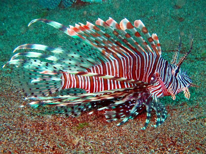 Invasive Lionfish Threaten USVI Coral Reefs 1