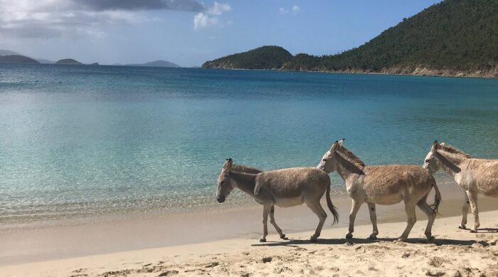 Mandatory Beach Break: Francis Bay 3