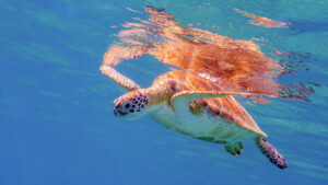 St. John Bucket List: Can You Check Them All Off? 3