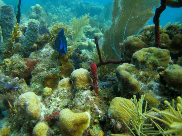 A blue tang, I believe, amid a sea of corals. 