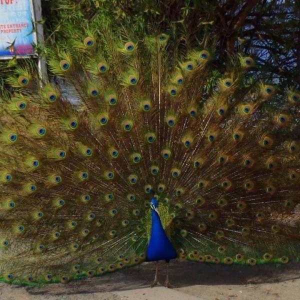 Peacock Leslie