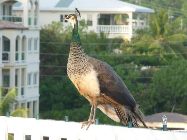 peacock pic
