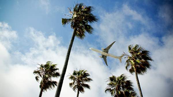 airplane-palm-trees