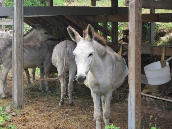 Donkeys at Caneel