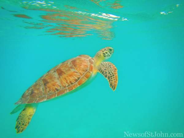 A turtle swims at Maho - August 2014