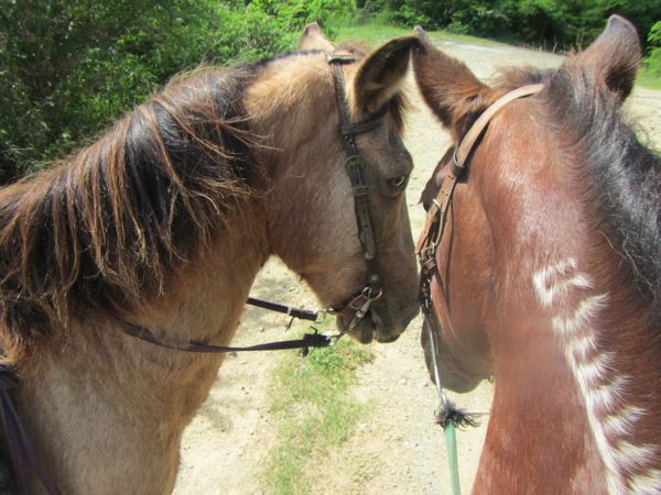 Our horses really seemed to enjoy each other :)