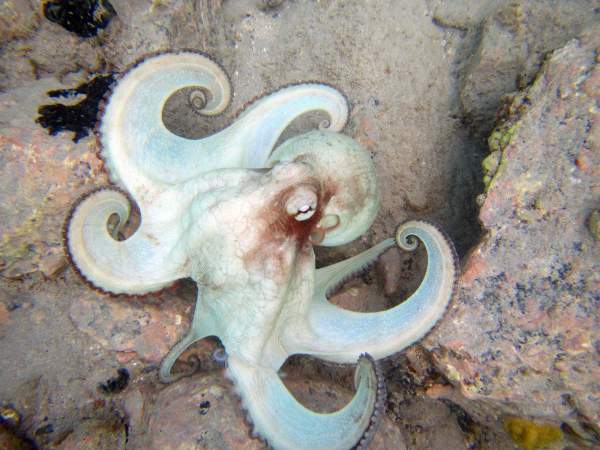 octopus 1