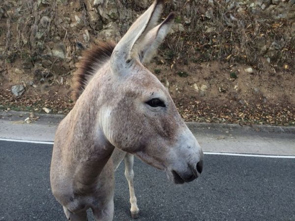 donkey close up
