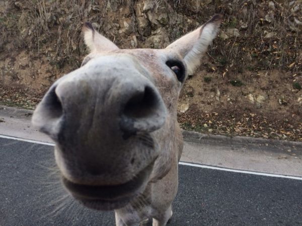 Call to Action - Our Donkey Friends Need your Help! 2