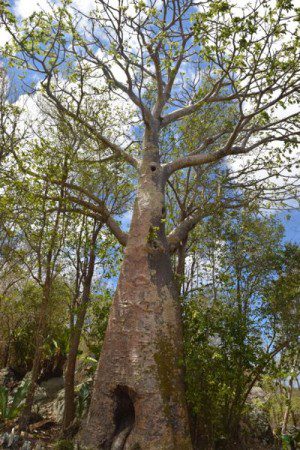 RIP Baobab Tree 1