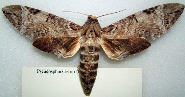 Pseudosphinx moth