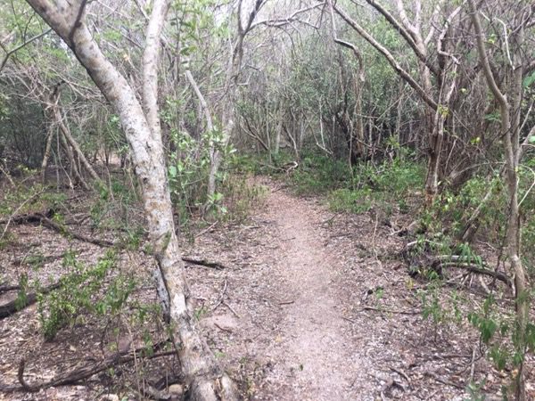 Trail to Haulover North