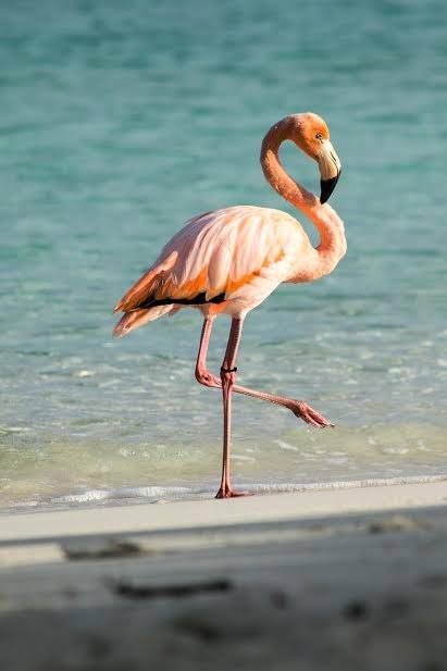 flamingo vi national park