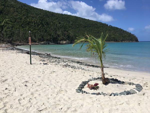 At least 10 palm trees were planted over the past week. This was done by residents. 
