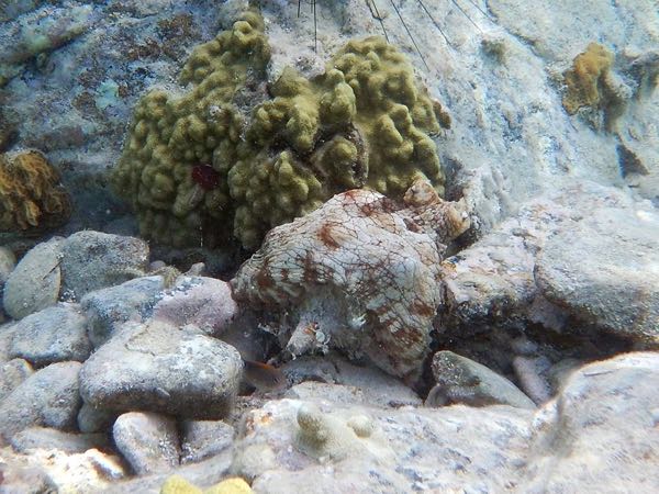 The Virgin Islands National Park recently captured this image of an octopus on a reef. 