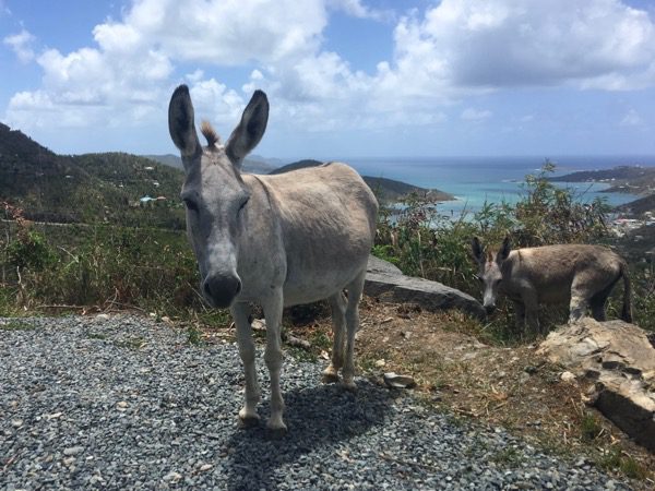 donkey coral bay overlook
