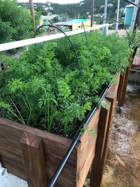 Carrots in the grow bed on the roof - Image credit: Ryan Costanzo
