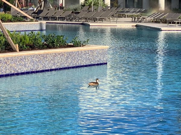 The Westin's first guest arrived early Friday morning :)