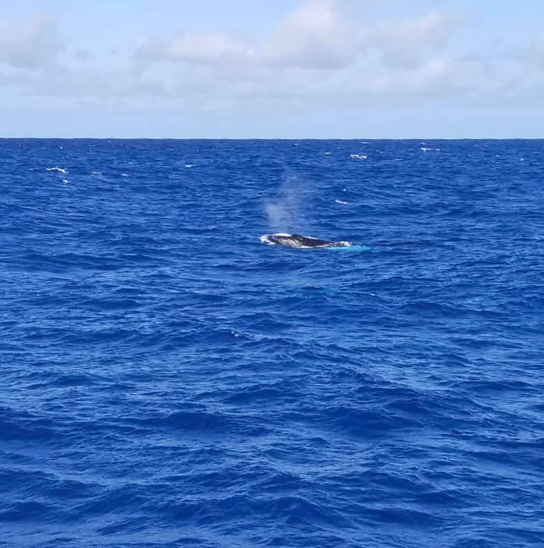 Whales seen in 2019. Image credit: Just Fish 