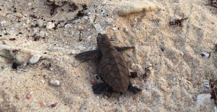 Turtle Alert!  A Busy Nesting Season on St. John