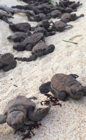Turtle Alert! A Busy Nesting Season on St. John 7