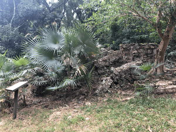 Explore STJ: The Island's Only Native Palm that Remains 4