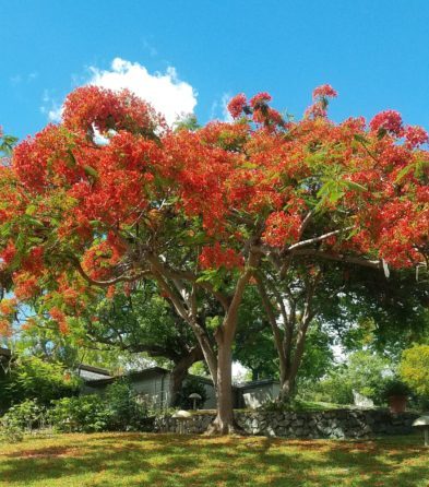 The Resilient Flamboyant Tree