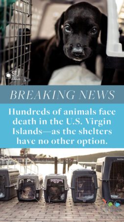 COVID Presents Challenges for Caribbean Animal Shelters 3