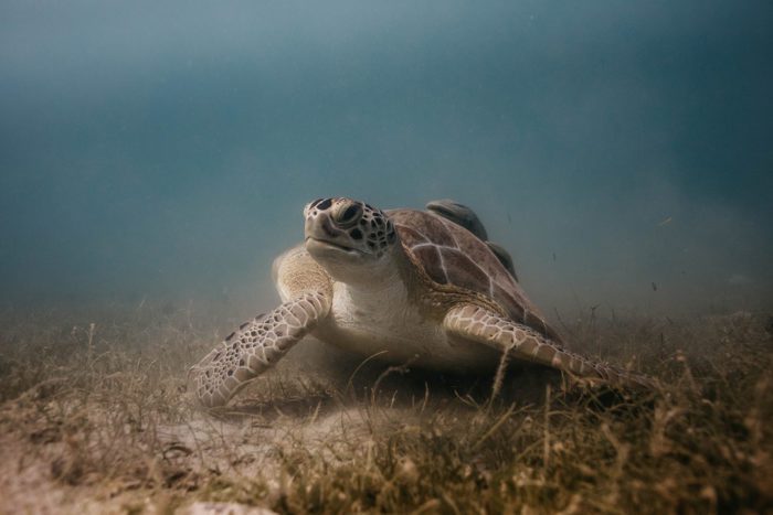 Tomorrow is World Sea Turtle Day 2022!