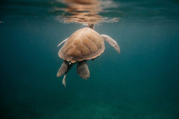 Under the Sea – Volume One – Sea Turtles